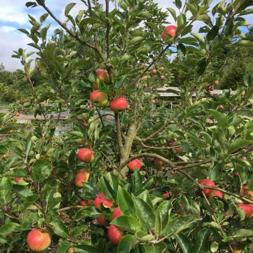 Red Falstaff Apple Trees | ScotPlants Direct